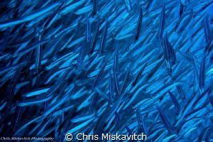 Schooling fish on the wreck of the Felipe...Cozumel by Chris Miskavitch 